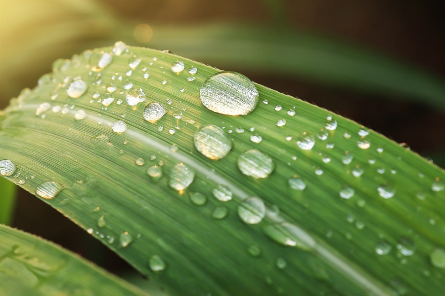 Green Cleaning